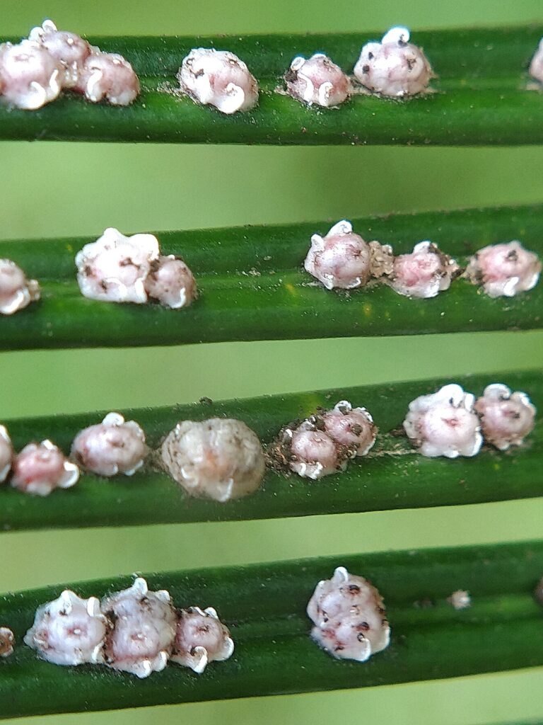 Scale Insects