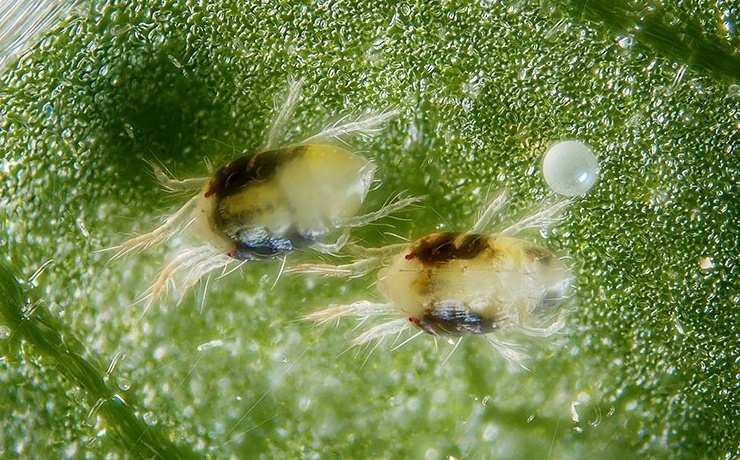 Spider Mites cannabis