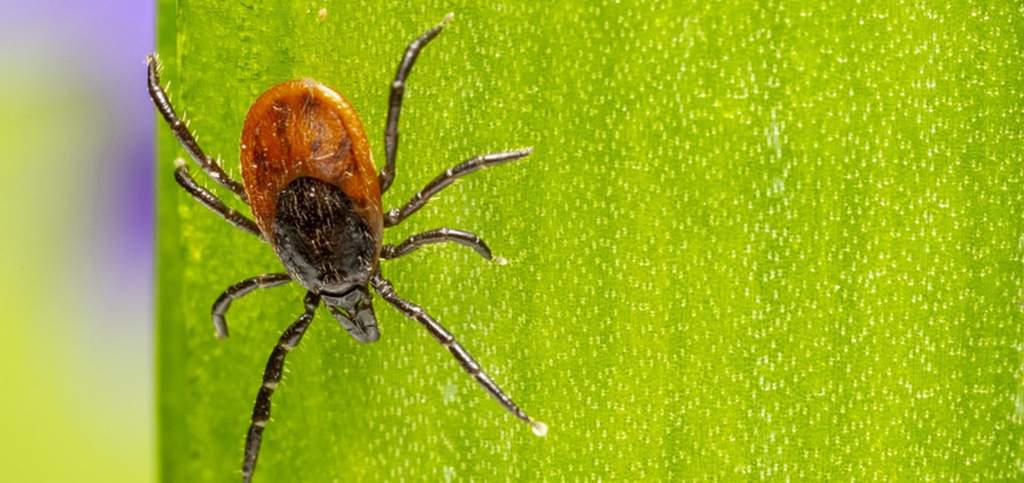 Spider mites on cannabis