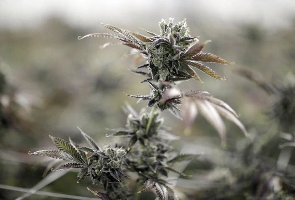 Buy Cannabis Seeds in Idaho