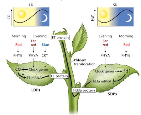 The science behind the light cycles