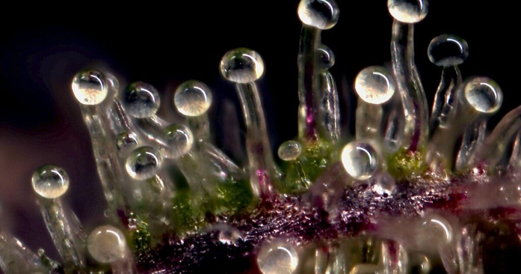 Trichomes