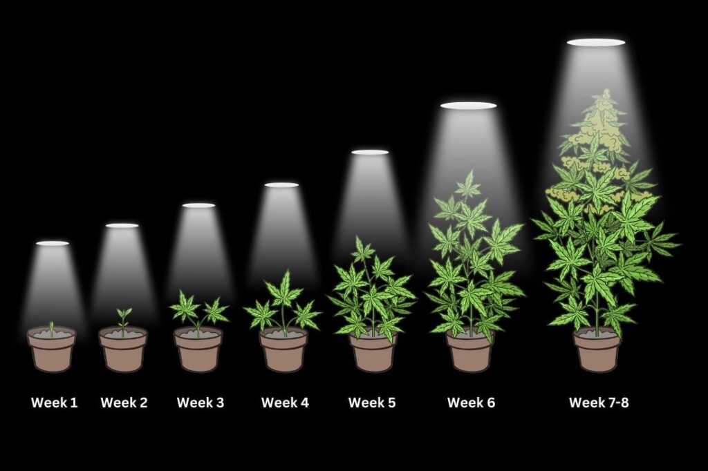 Vegetative stage week by week pictures