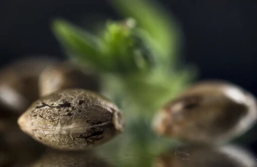 Seeds in Saskatchewan