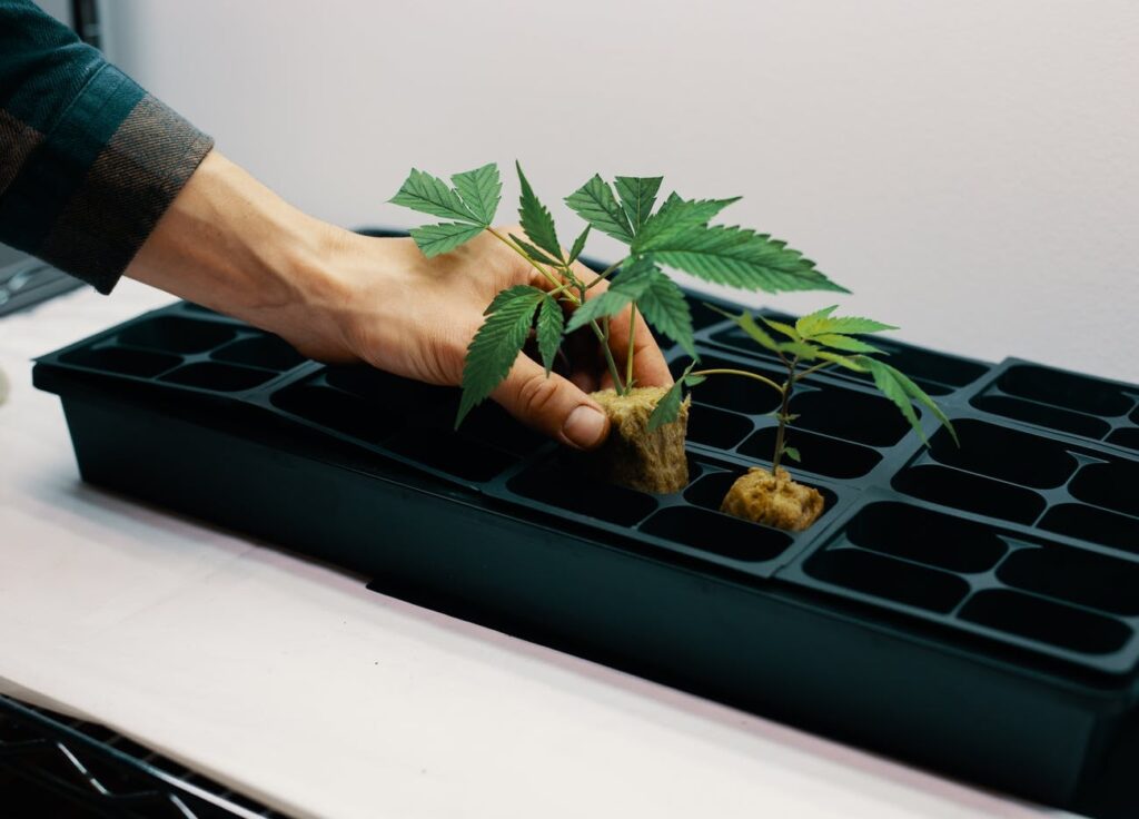 A Beginners Guide to Manifolding Cannabis Plants
