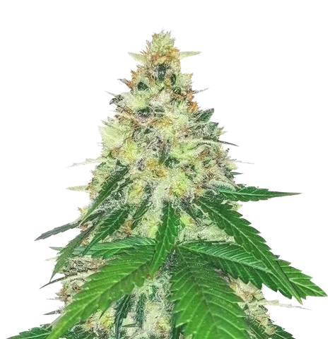 Apple Betty cannabis seeds