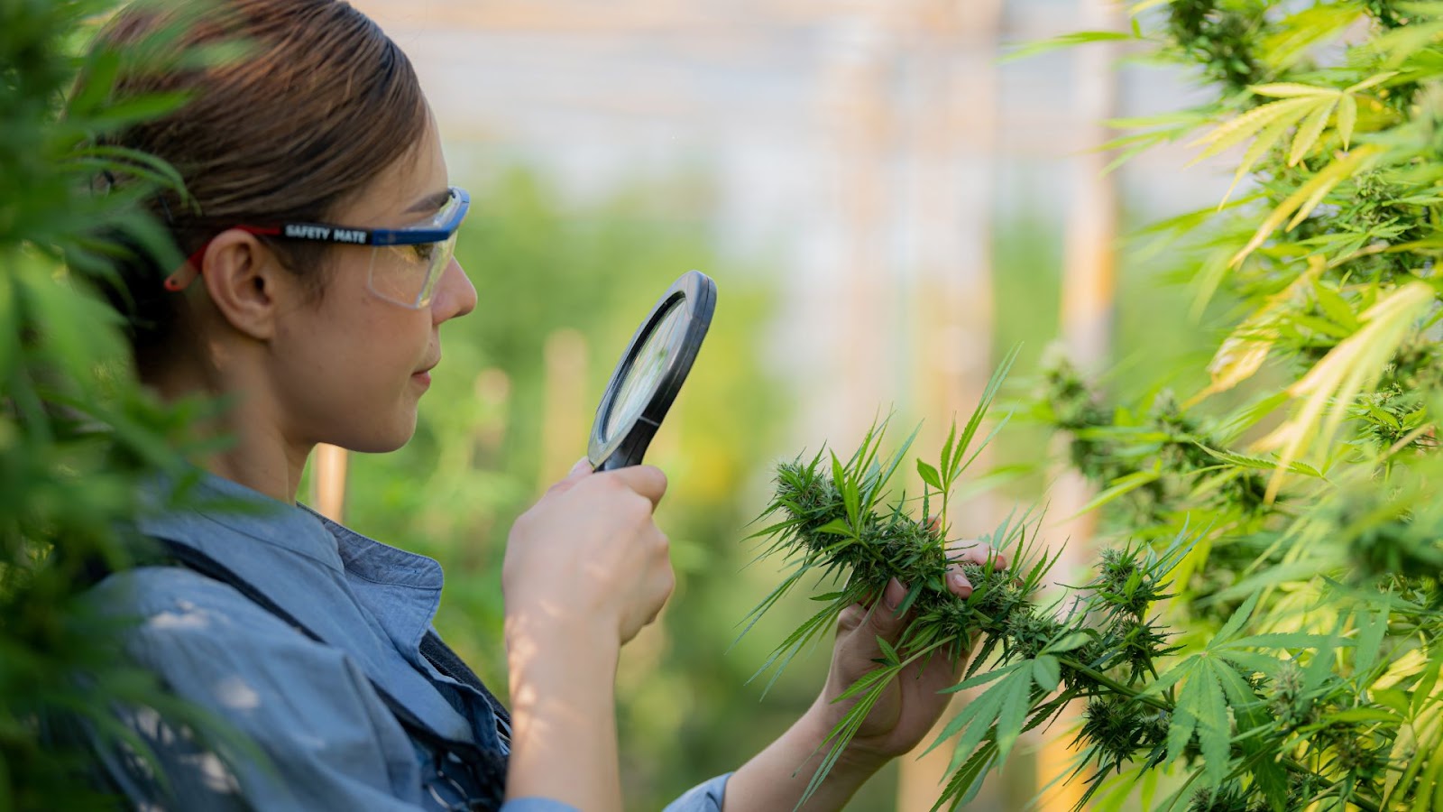 BCTV Affect Cannabis