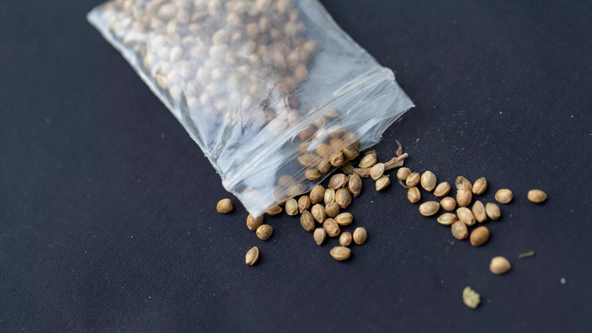 Bag Seeds