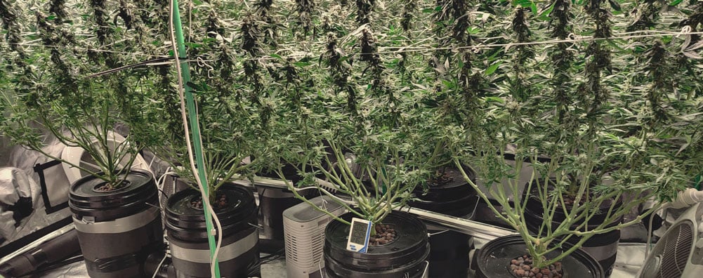 Blue Fruit Cannabis SeedsBlue Fruit Cannabis Seeds cultivation