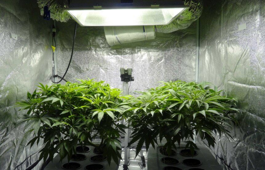 Blue Kush Strain Cannabis SeedsBlue Kush Strain Cannabis SeedsBlue Kush Strain Cannabis SeedsBlue Kush Strain Cannabis Seeds