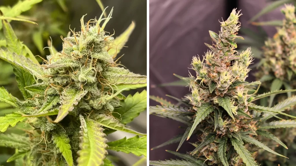 Blue Persuasion Strain Cannabis Seeds cultivTION 1