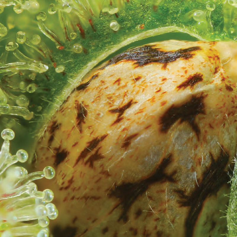 Blue Princess cannabis strainqwwwwww 1 edited