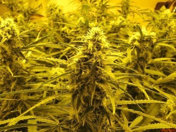 Brainwreck Cannabis Seeds seedsss