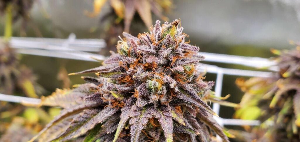Bruce Banner Strain Cannabis Seedshihihi culti