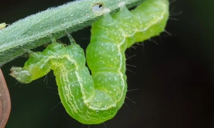 Cabbage Loopersffffffffff 2