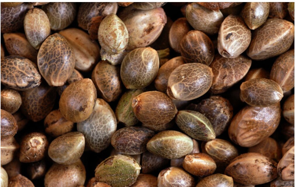 Seeds in Stoke-on-Trent