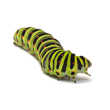 Caterpillars