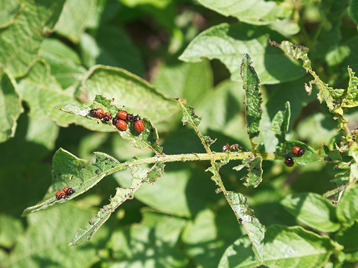 Colorado Potato Beetledd