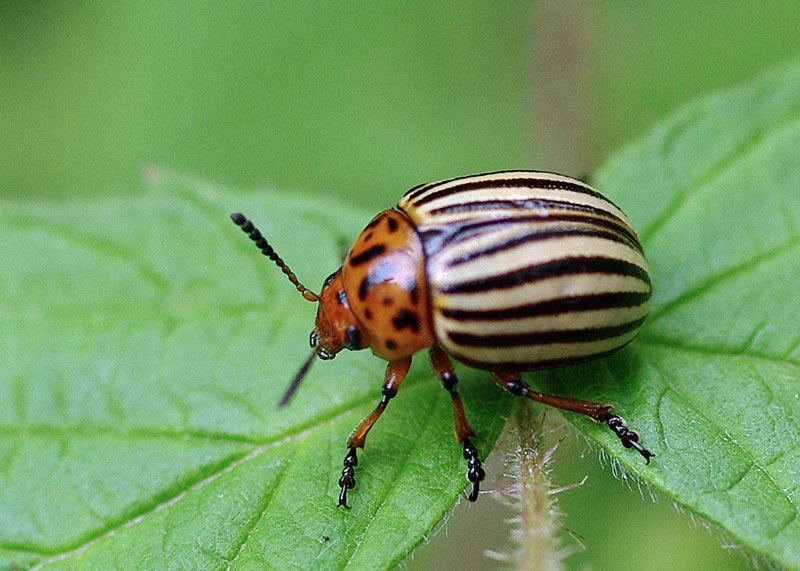 Colorado Potato Beetles