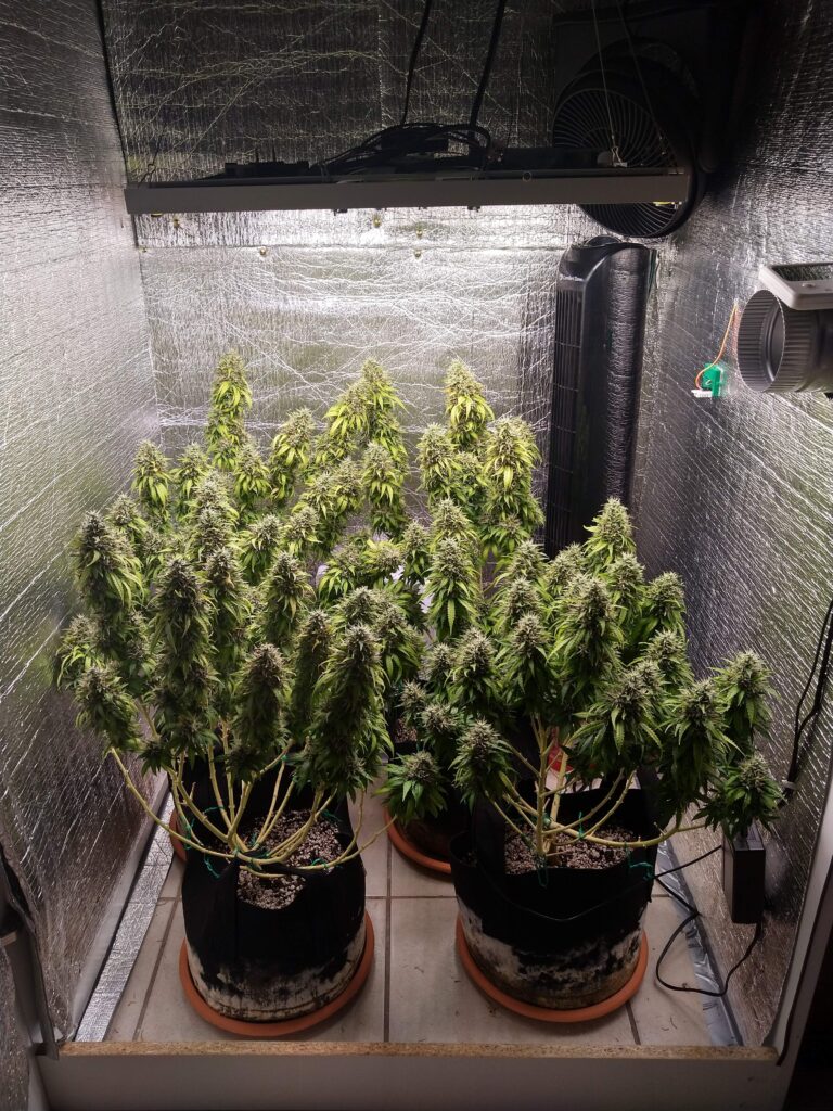 Cultivating Cannabis in Your Closet