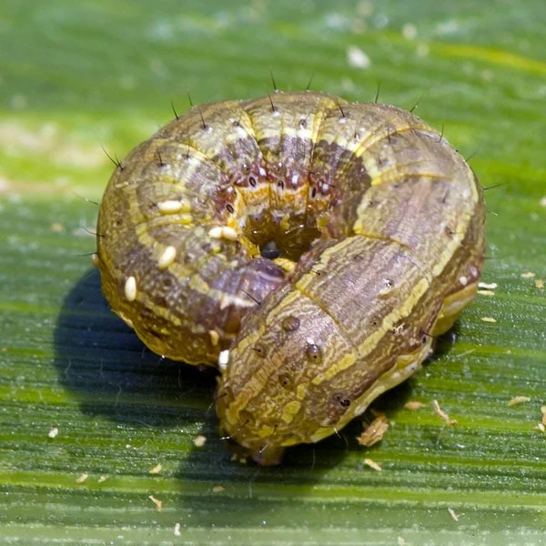 Cutworm Commandosdd