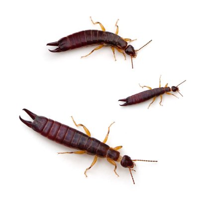 Earwigs erwe