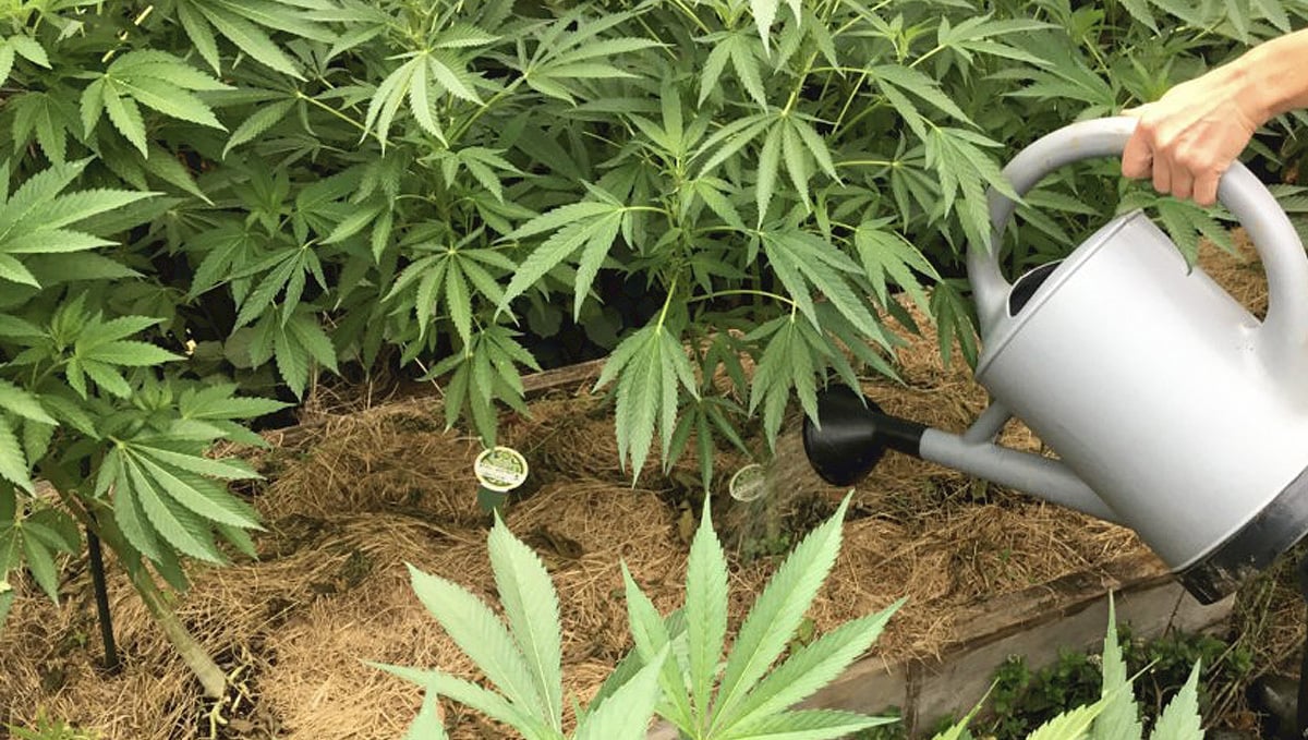 Fertilizing Cannabis Plants with Compost Tea