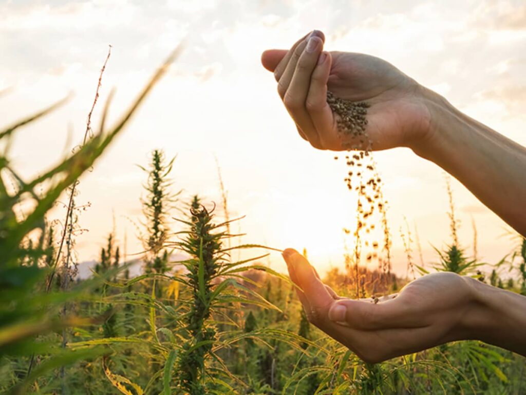 Flowering Time Indoors