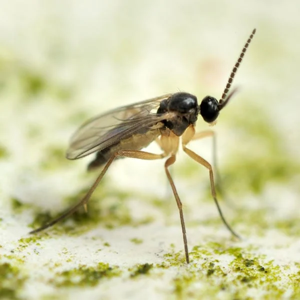 Fungus Gnats21111