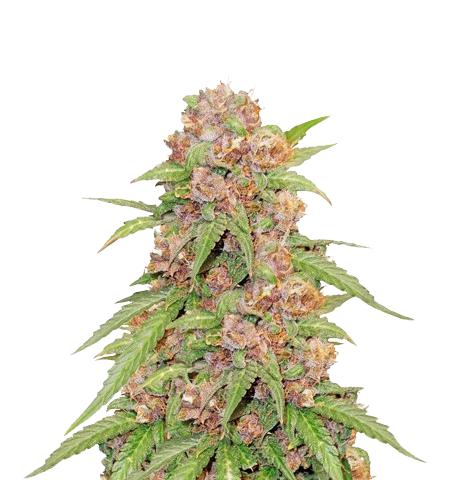 Godzilla Cookies Cannabis Seeds