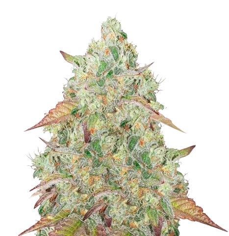 Grandmommy Purple Cannabis Seeds