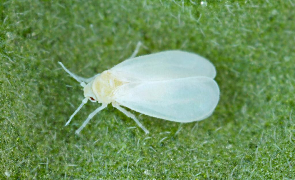 Greenhouse Whitefly RF