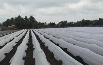 Growing covers edited