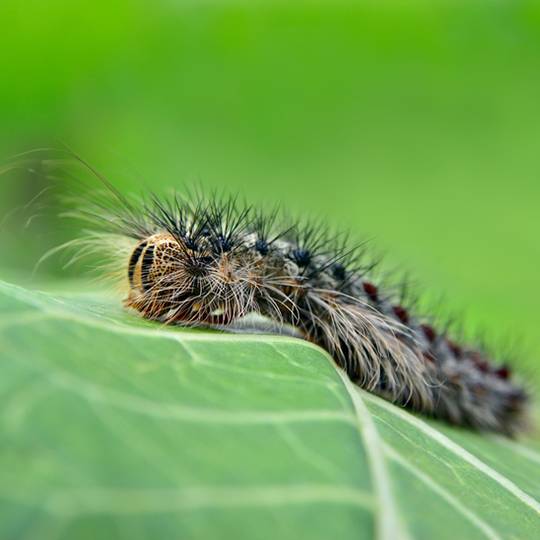 Gypsy Moth CaterpillarsGypsy Moth CaterpillarsGypsy Moth CaterpillarsGypsy Moth CaterpillarsGypsy Moth Caterpillars