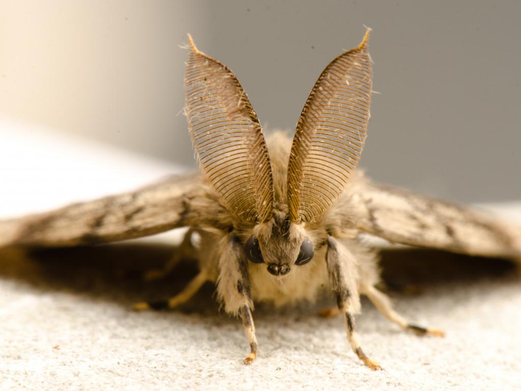 Gypsy Moths