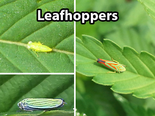 How Does Beet Curly Top Virus