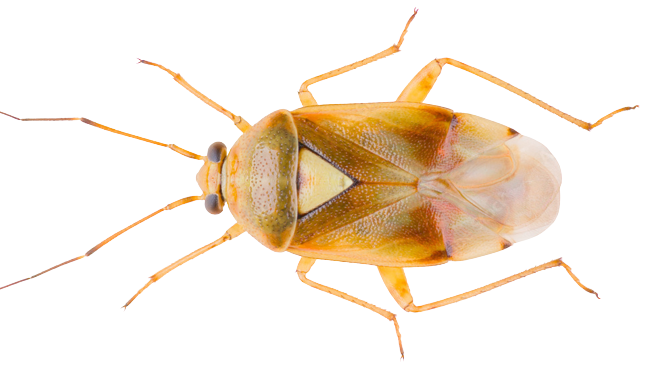 Lygus Bugs sss removebg preview 2