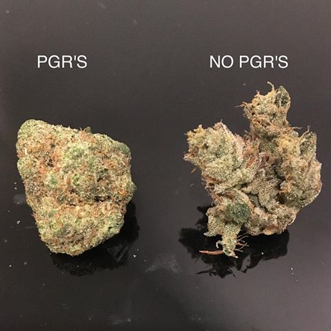 PGR Cannabis