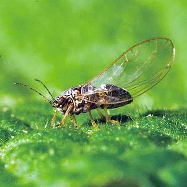 Psyllids