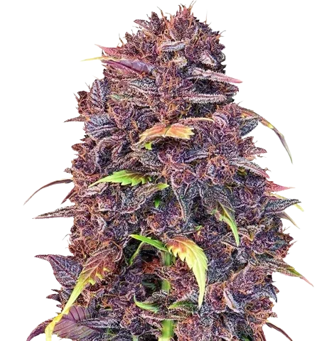 Purple Lemonade Cannabis Seeds
