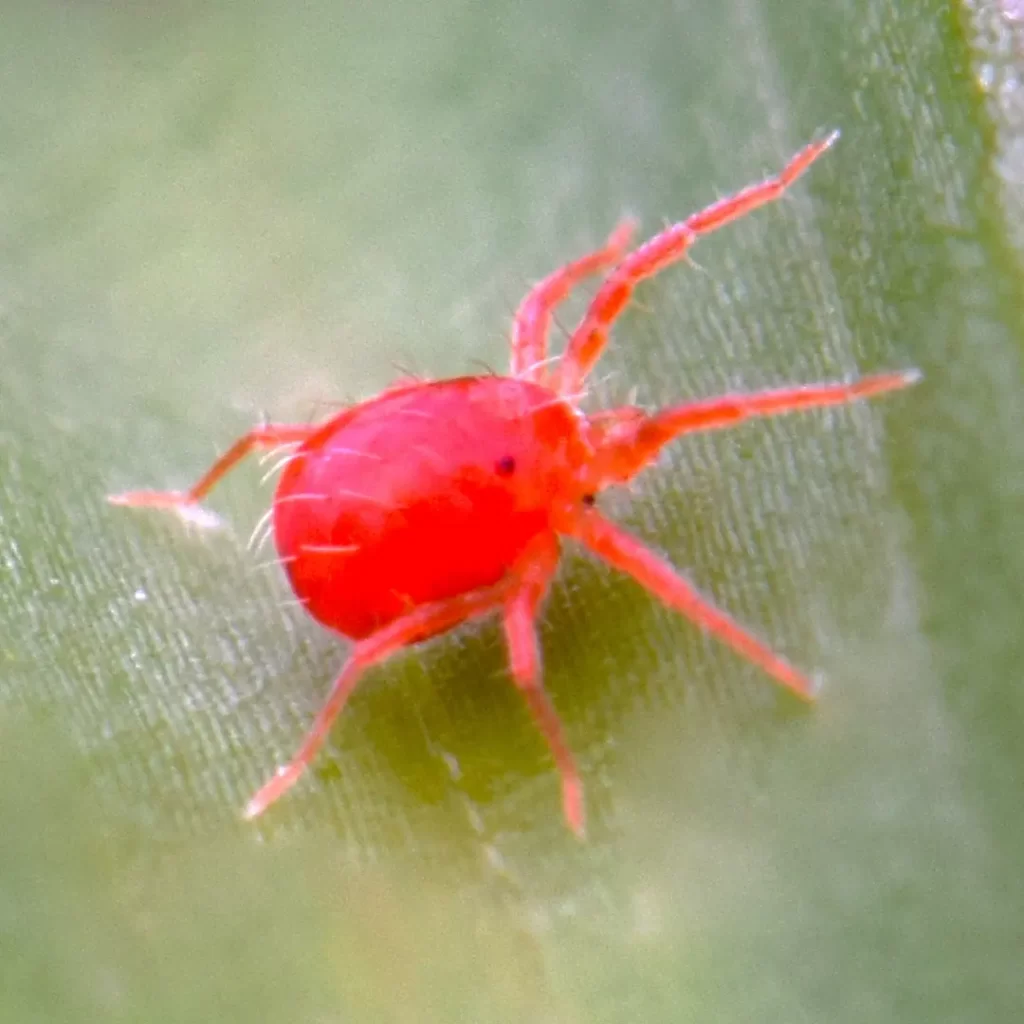 Red Spider Mites