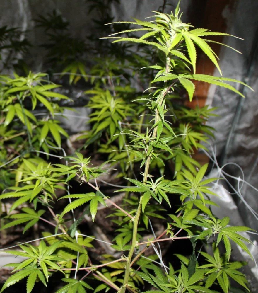 Red Spider MitesRGDRRQT