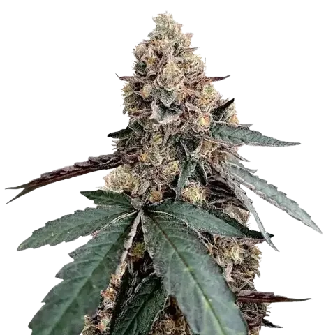 Runtz Muffin Cannabis Seeds