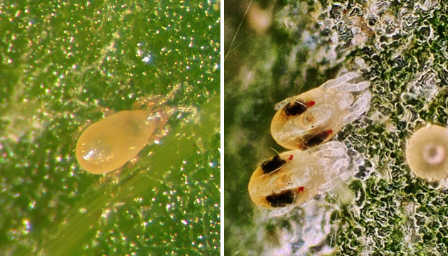 Russet Mites