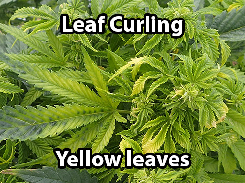 Signs Show That Cannabis Plants Have BCTV