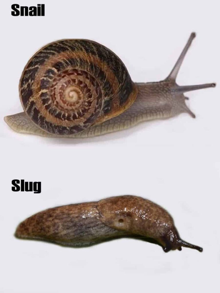 Slugs and Snailser