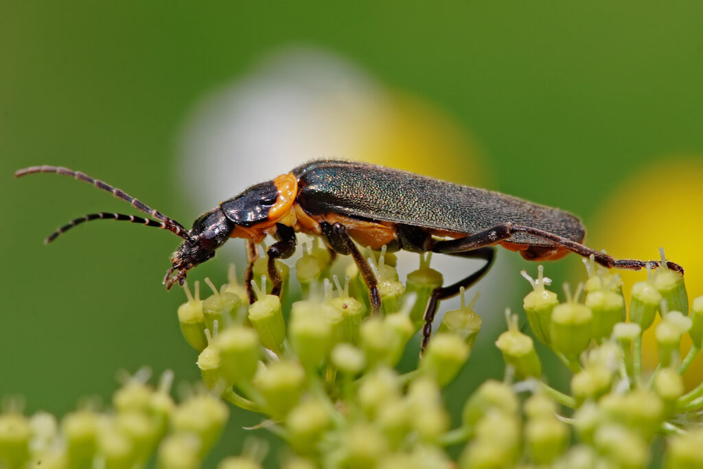 Soldier Beetles d