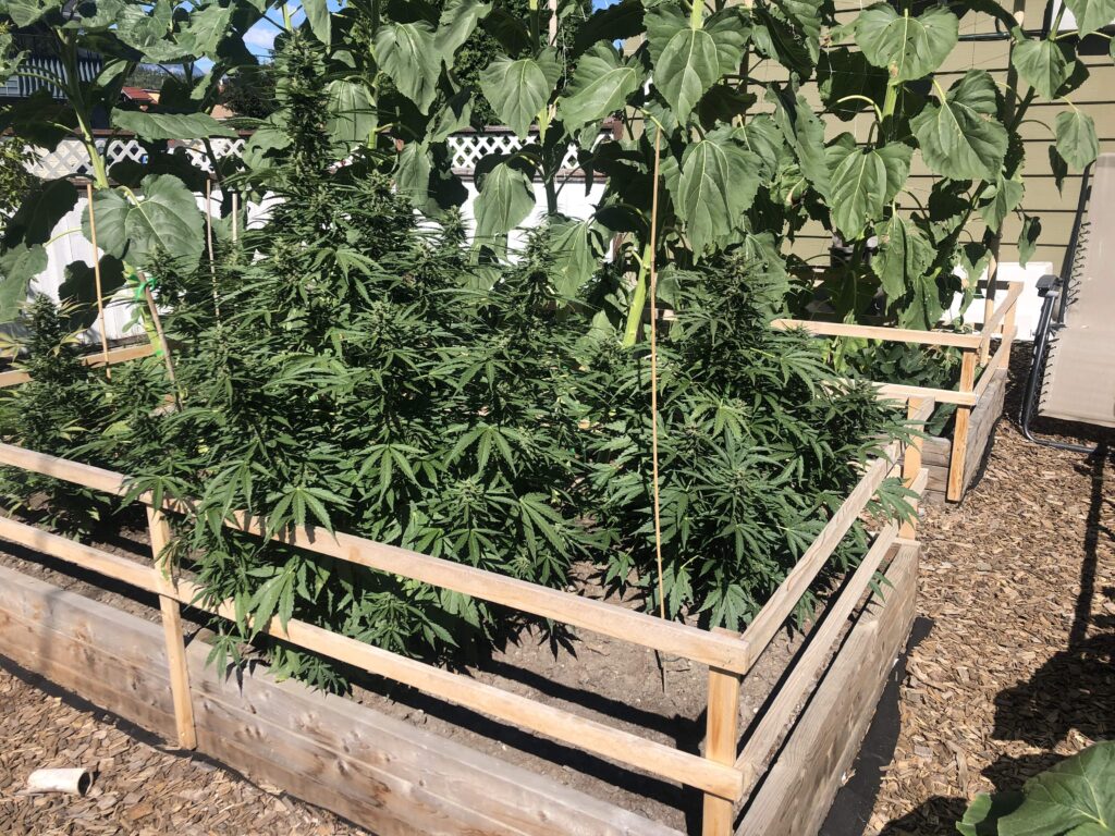 Soldier Beetles inforoorr