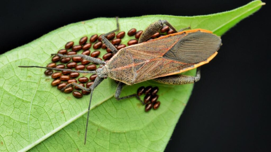 Squash Bugs