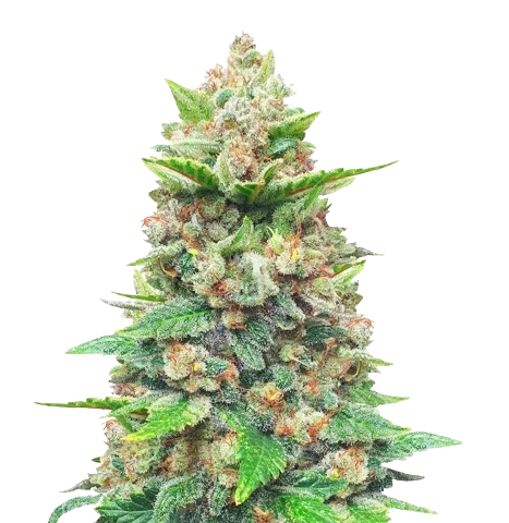 Strawberry Gorilla Cannabis Seeds